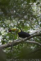 MASM03589 Ramphastos sulfuratus.jpg