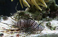 BDPyJCPP051 Pterois volitans.jpg