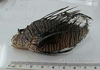 HE009 P 1559 Pez león asiático.JPG