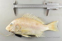 RQTG1318 Lutjanus campechanus.jpg