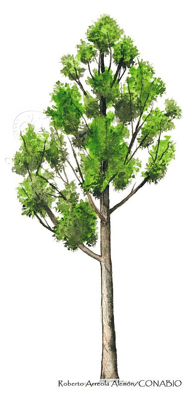 RAA0088%20Eucalyptus%20globulus.jpg.qyfk1PHzMeFhDVdhQA3g0JtbmFja29CbnFuZ3NAbXJ6LGtwZwA.atGyaaMDtE