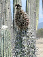 OTVBK029 3812 Lemaireocereus hollianus.jpg