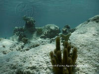SAFA0114 Madracis decactis.JPG