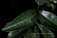 Ayotox 0387 Tapiria mexicana.jpg