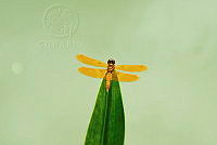 NCCM 004 Perithemis intensa.jpeg