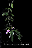 Huitz 1297 Canavalia sp..jpg
