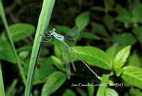 JCC0142 Lestes tenuatus.JPG