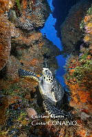 MN6FS 0016 Eretmochelys imbricata.jpg