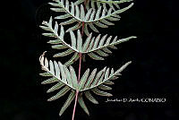 Zongo 0029 Mildella intramarginalis.jpg