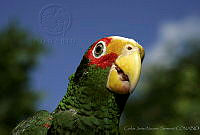 CNS0021 Amazona xantholora.jpg