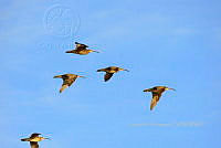 HJ6- 0350- Numenius phaeopus.jpg