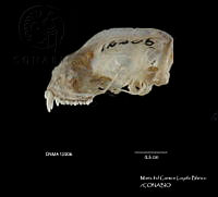 MCLB 0001 Molossus rufus.JPG