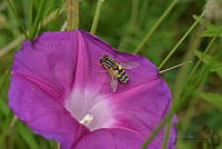JCGM06 Ipomoea orizabensis.jpg