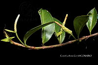 Zongo 0324 Anthurium sp..jpg