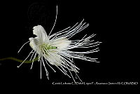 Atleq 0737 Capparis sp..jpg