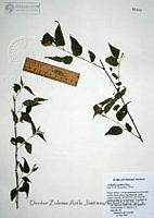 DZAJ221 Acalypha papillosa.JPG