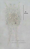 HE009 R 0129 Brachionus havanaensis.jpg