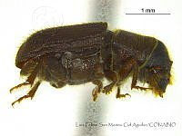 LFSMCA0121 Dendroctonus mexicanus.jpg