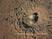 NBA150 Haematopus palliatus.jpg