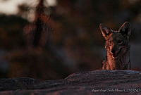 MASM00790 Canis latrans.jpg