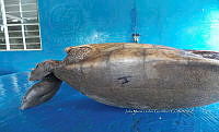 NE017 179 Dermatemys mawii.jpg