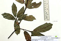 SVA0009 Quercus laurina.JPG