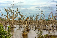 FVC 001 Rhizophora (2).jpg
