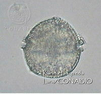 KEL0336 Protoceratium reticulatum.JPG