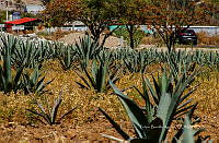 FBA1366 Paisaje agavero.jpg