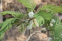 proy JF091 0257 Lysiloma acapulcense.JPG
