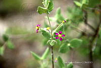 CAR 0064 Allionia incarnata.jpg