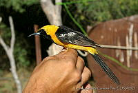LRCP0038 Icterus cucullatus.jpg