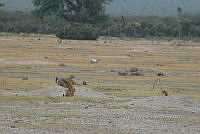 QE005 0094 Cynomys mexicanus.jpg