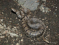 LCM0161 Crotalus transversus.jpg