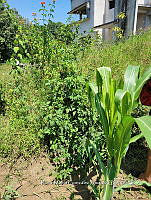 SG019 0067 Bidens odorata.jpg