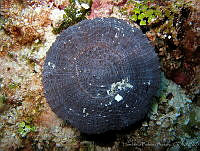 HBB0397 Scolymia cubensis.jpg