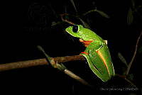 OJL074 Agalychnis moreletii.jpg