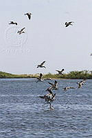 IMDOC1878 Larus sp..jpg