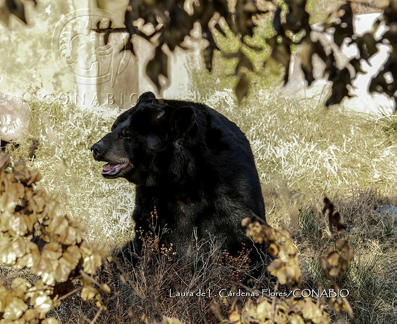 LCF0482%20Ursus%20americanus.jpg.kCeYpoP0MfHl T9jQA3g0JtbmFja29CbnFuZ3NAbXJ6LGtwZwA.dUM9b1QOz9