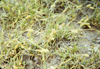 FGM3537 Bouteloua dactyloides.JPG