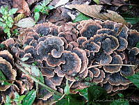 CGL1084 Fungi.jpg