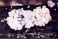 ZG018 0030 Auricularia auricula.jpg