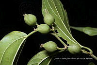 Huitz 2026 Celtis iguanaea (Jacq.) Sarg..jpg