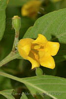 EMA027 Hamelia xorullensis.jpg