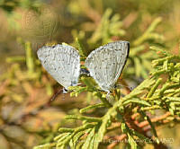 JCGM02827 Celastrina echo ssp. gozora.jpg