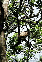 TDJOM016 Ateles geoffroyi.jpg
