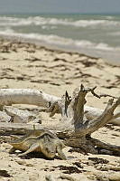 PC0091 Lepidochelys olivacea.jpg