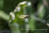 ZAPF0457 Piezogaster sp..jpg