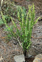 Zautla 0007 Asplenium monanthes.jpg
