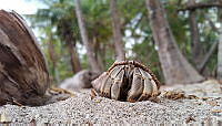 RFZV03 Coenobita clypeatus.jpg